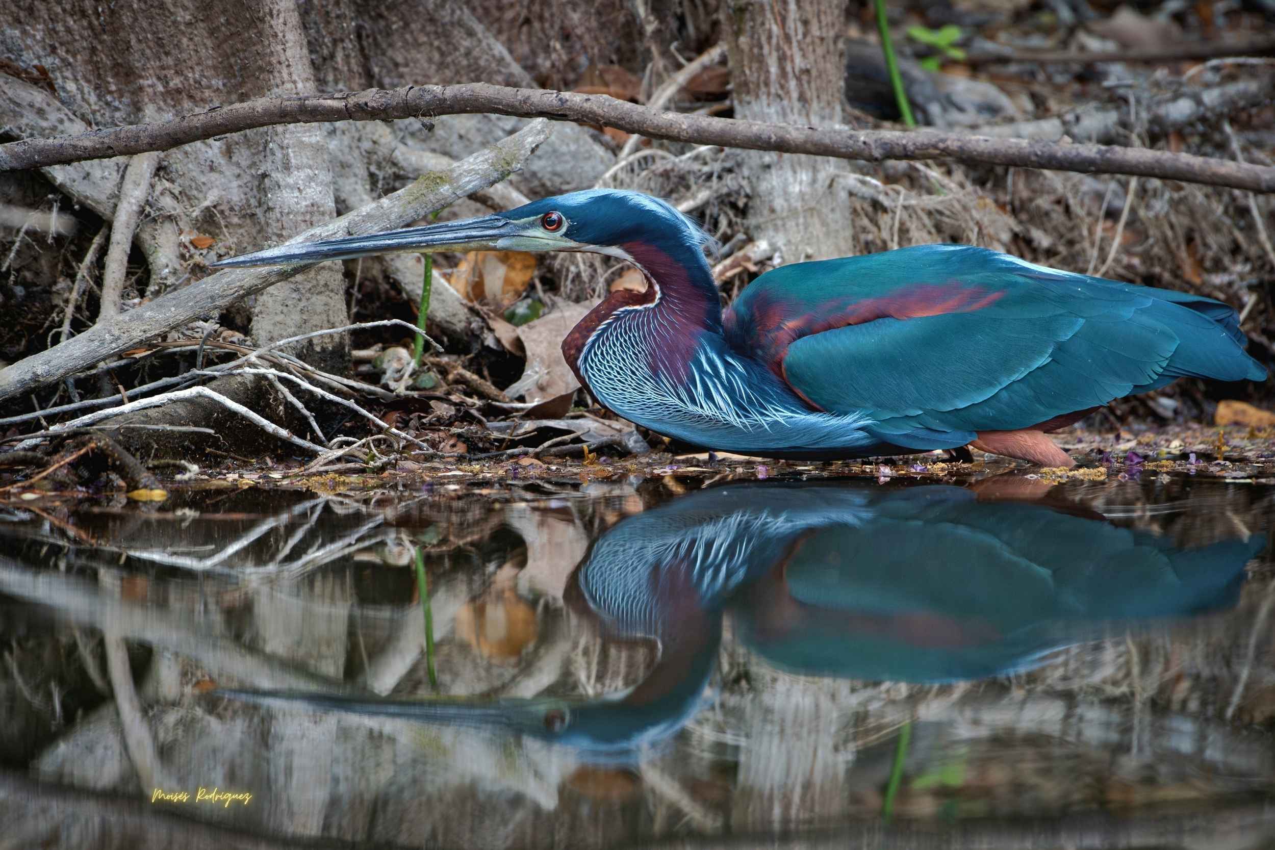 La Garza Agami: La Esmeralda Escondida de la Selva